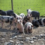 Saddleback and Gloucester Old Spot pigs