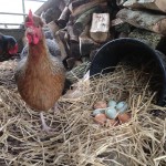 Free range eggs from free range hens