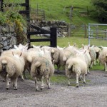 Life on a working farm